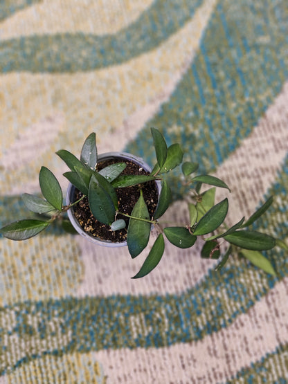 The Assorted Hoyas Collection features unique, easy-care houseplants with striking foliage and star-shaped blooms. Varieties like Freckled Splash, Hoya Gracilis, and Teacup Anemone offer diverse leaf shapes and colors. These low-maintenance plants thrive in bright, indirect light, perfect for any indoor space.
