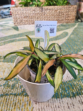 The Assorted Hoyas Collection features unique, easy-care houseplants with striking foliage and star-shaped blooms. Varieties like Freckled Splash, Hoya Gracilis, and Teacup Anemone offer diverse leaf shapes and colors. These low-maintenance plants thrive in bright, indirect light, perfect for any indoor space.