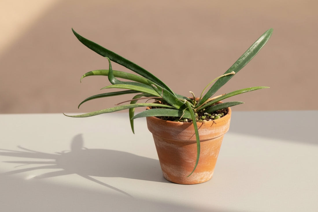 Hoya shepherdii features long, slender trailing leaves and fragrant bloom potential. An uncommon collector Hoya perfect for bright indoor spaces and hanging planters.