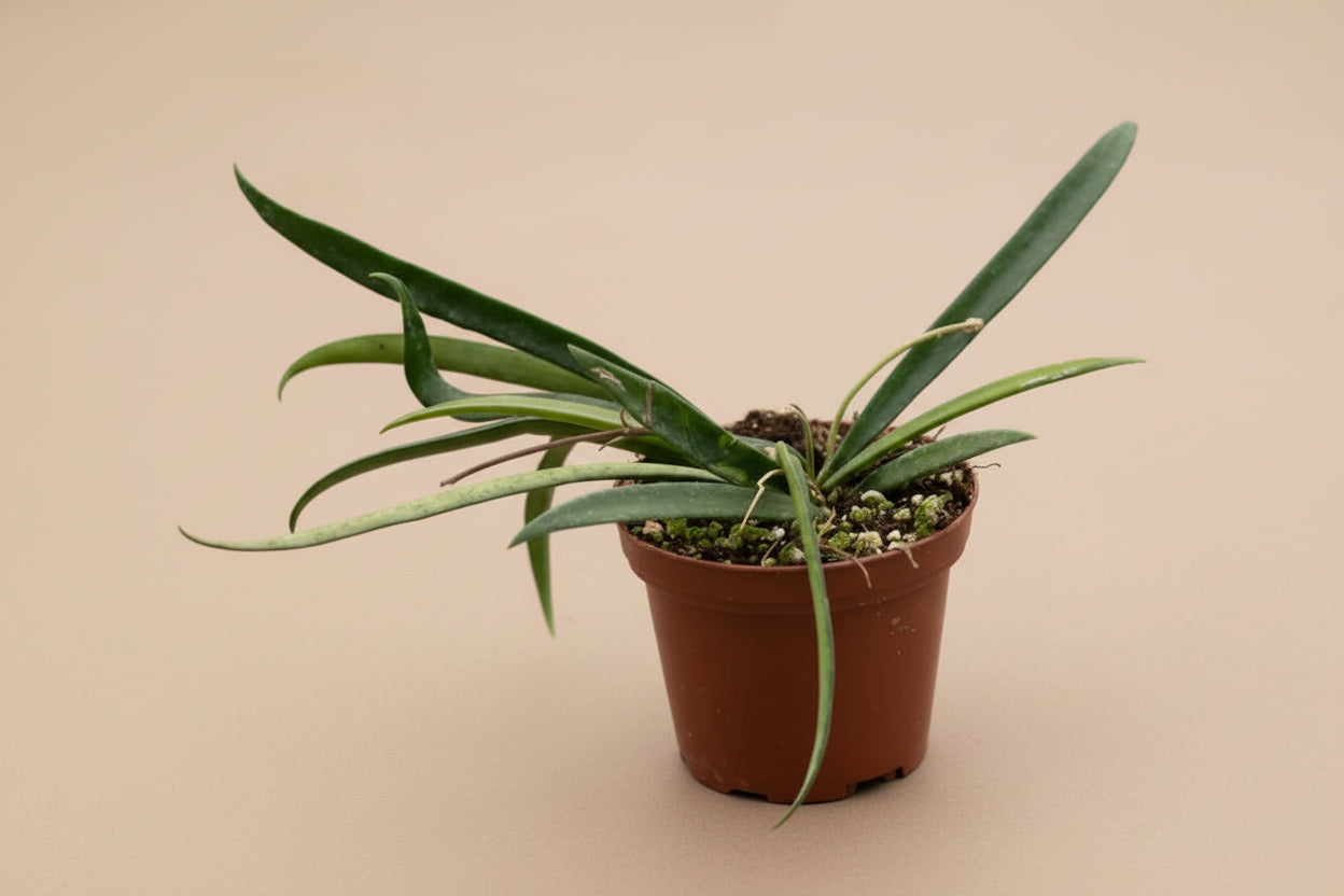 Hoya shepherdii features long, slender trailing leaves and fragrant bloom potential. An uncommon collector Hoya perfect for bright indoor spaces and hanging planters.