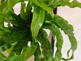 Asplenium antiquum &