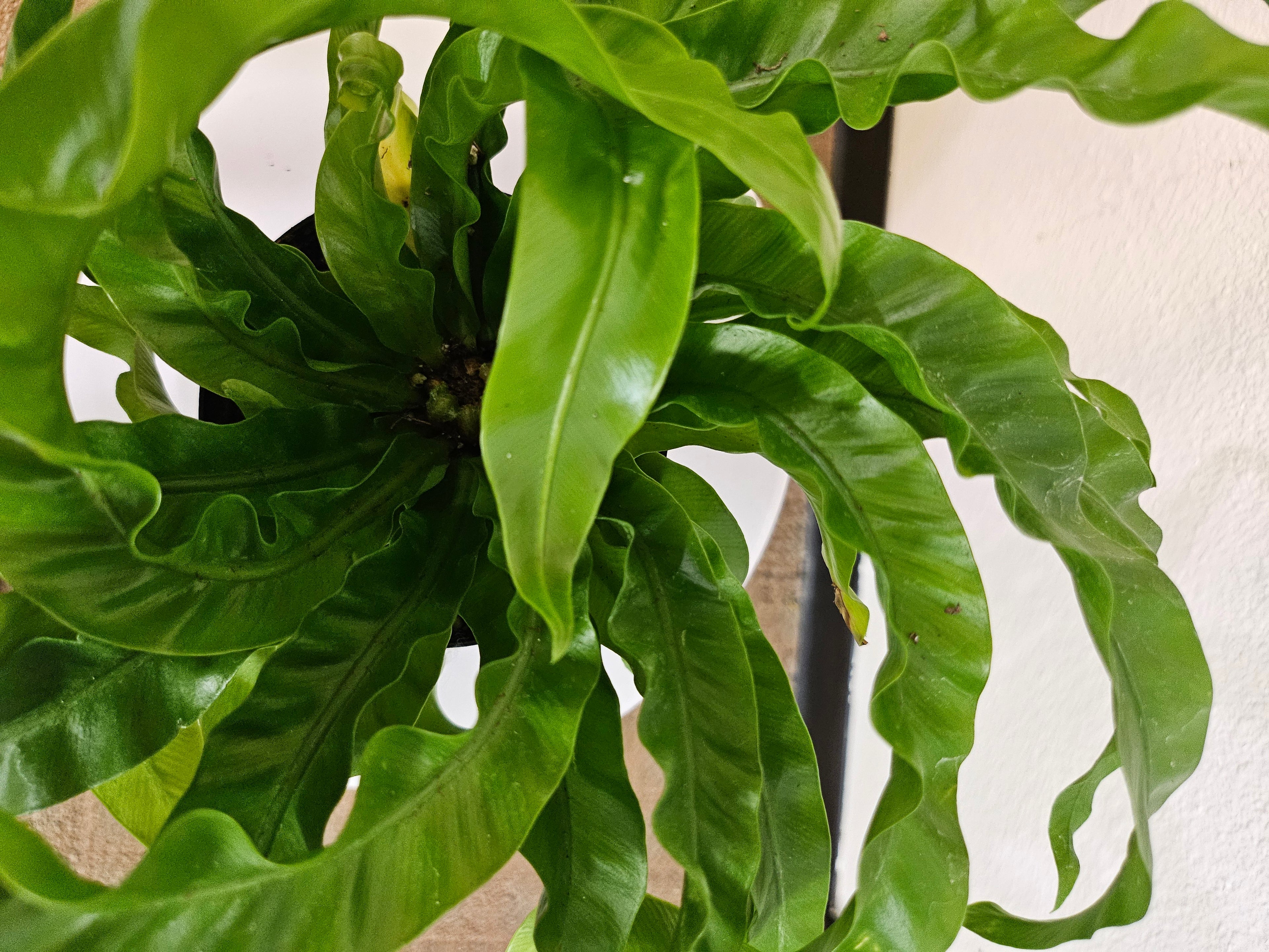 Asplenium antiquum &