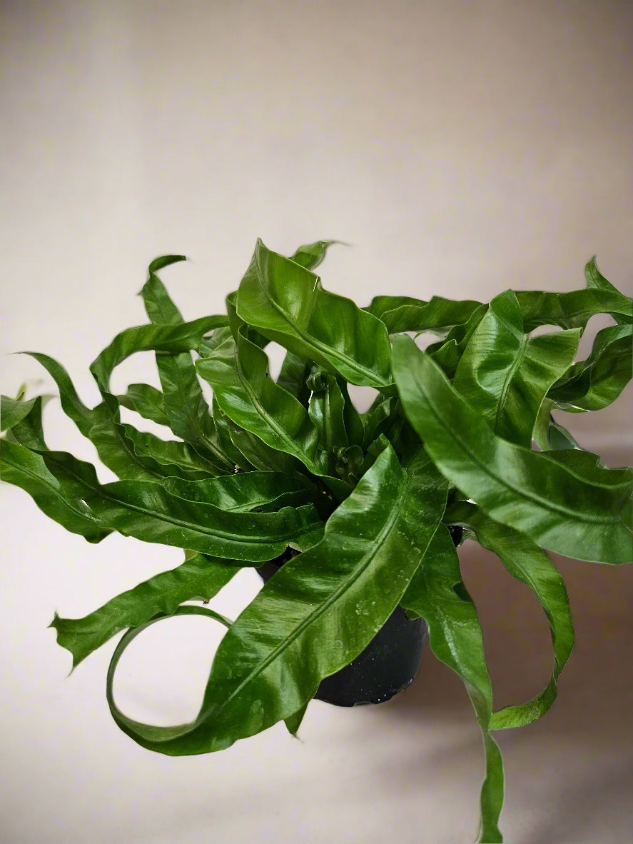 Asplenium antiquum &