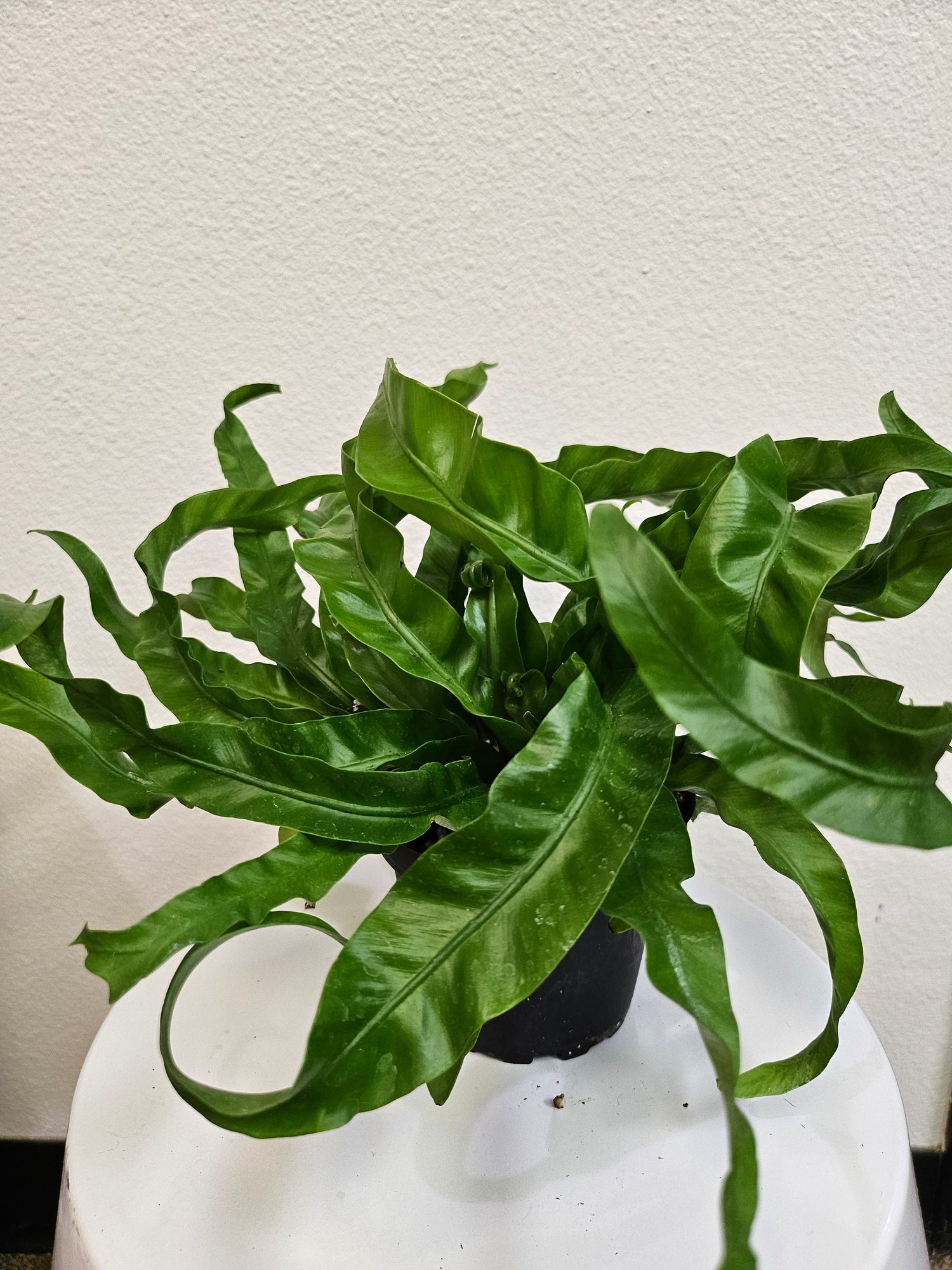 Asplenium antiquum &