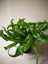 Asplenium antiquum &