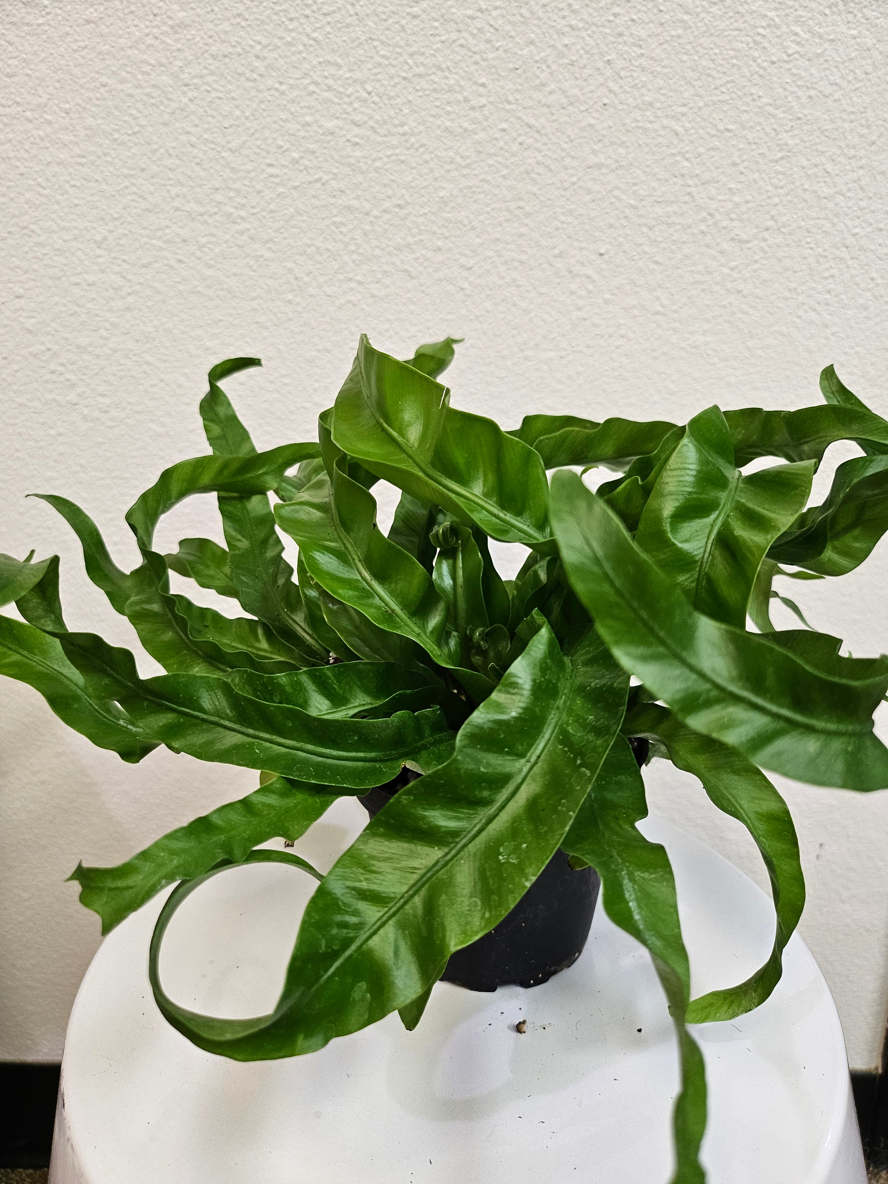 Asplenium antiquum &