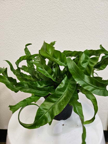 Asplenium antiquum &