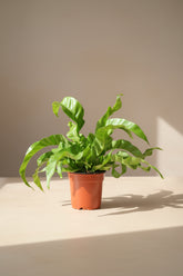 Asplenium antiquum &