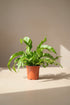 Asplenium antiquum &