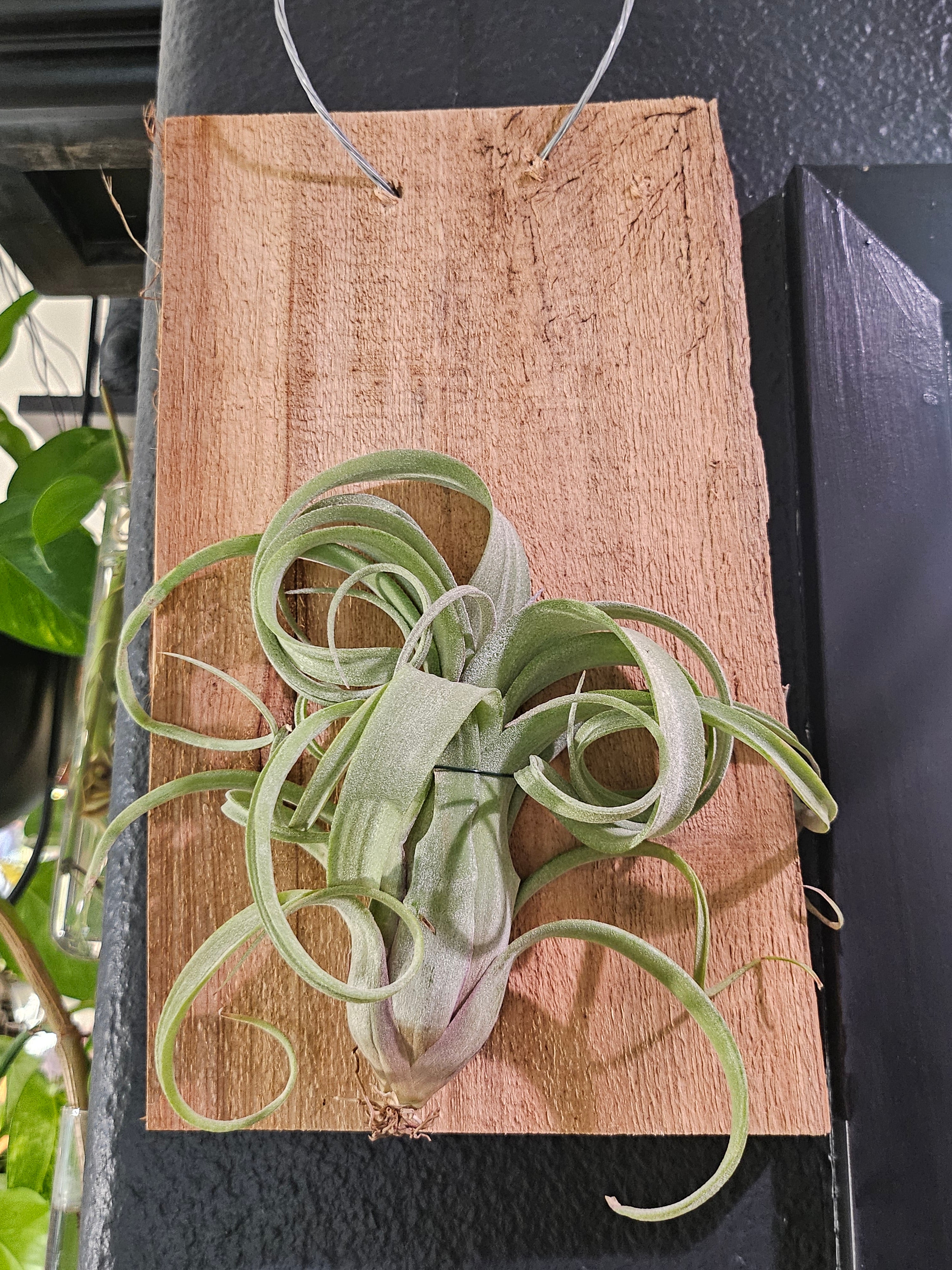 The Tillandsia Curly Slim Hybrid Air Plant is a striking blend of T. intermedia and T. streptophylla, mounted on a handcrafted cedar plank. Its twisting leaves and vibrant blooms offer rustic charm. Low-maintenance and perfect for bright spaces, it adds unique texture and elegance to any décor. 