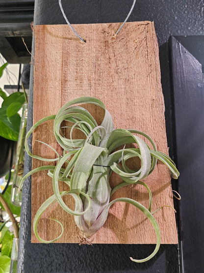 The Tillandsia Curly Slim Hybrid Air Plant is a striking blend of T. intermedia and T. streptophylla, mounted on a handcrafted cedar plank. Its twisting leaves and vibrant blooms offer rustic charm. Low-maintenance and perfect for bright spaces, it adds unique texture and elegance to any décor. 