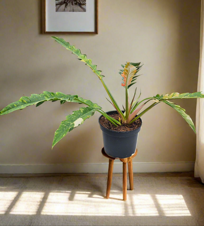 Ring of Fire Philodendron Rare Plant (Philodendron bipinnatifidum x selloum)