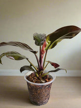 philodendron imperial red stekken Imperial Red Philodendron Rare Plant (Philodendron erubescens) – Jungle Relics