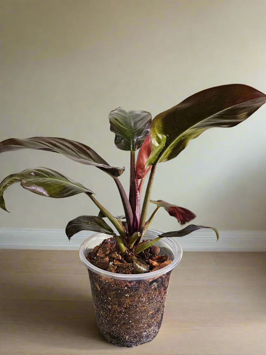 Philodendron ‘Imperial Red’ features bold, glossy burgundy-to-green leaves and upright growth. An elegant, low-maintenance plant perfect for statement styling.