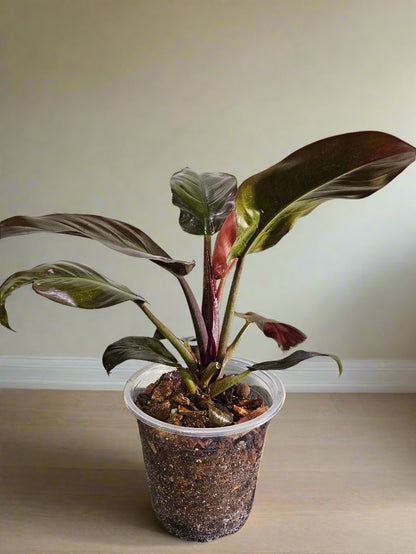 Philodendron ‘Imperial Red’ features bold, glossy burgundy-to-green leaves and upright growth. An elegant, low-maintenance plant perfect for statement styling.