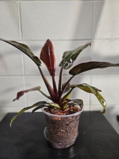 Philodendron ‘Imperial Red’ features bold, glossy burgundy-to-green leaves and upright growth. An elegant, low-maintenance plant perfect for statement styling.