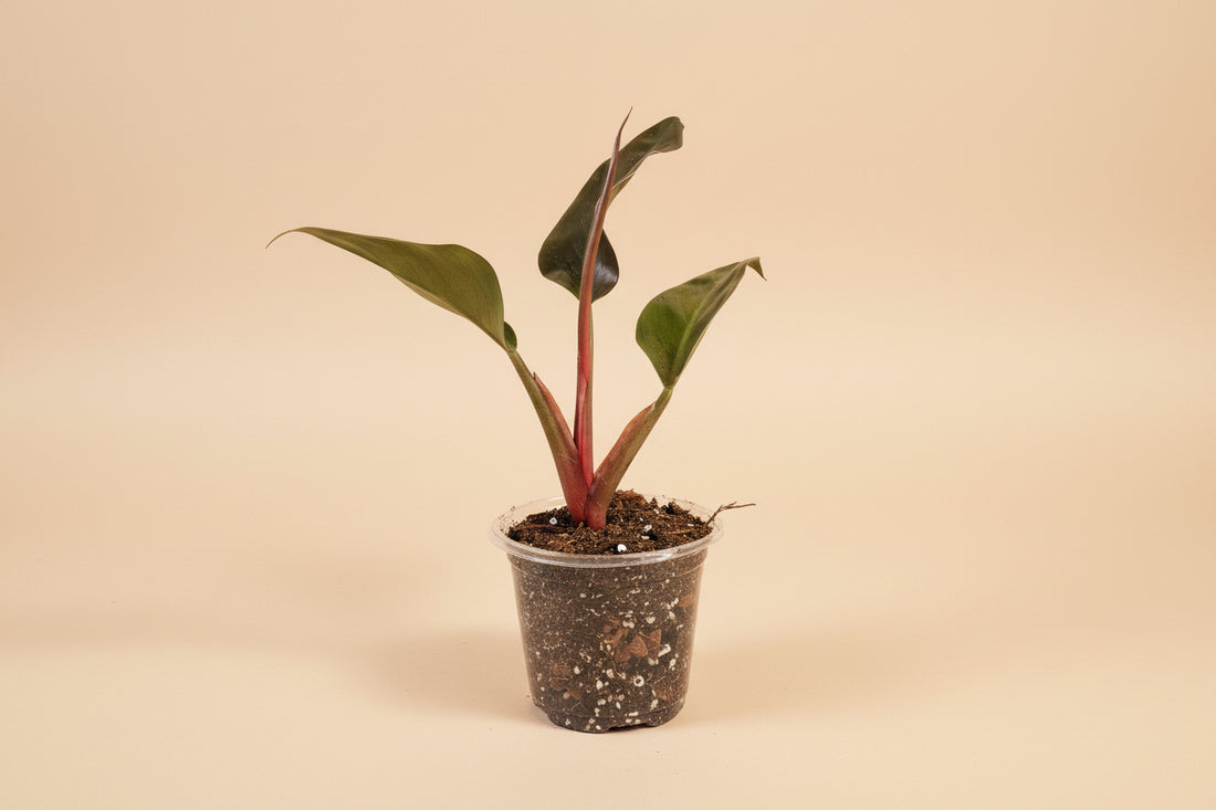 Philodendron ‘Imperial Red’ features bold, glossy burgundy-to-green leaves and upright growth. An elegant, low-maintenance plant perfect for statement styling.