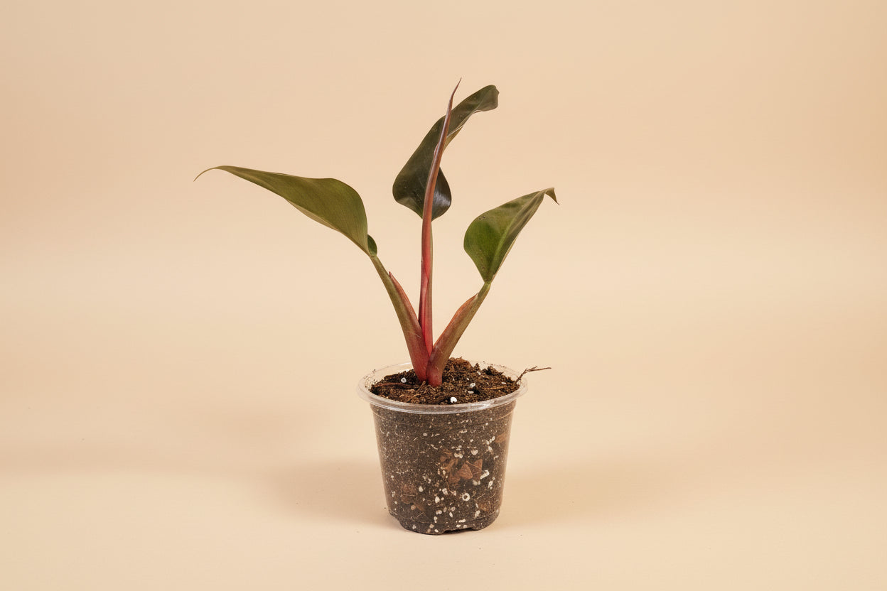 Philodendron ‘Imperial Red’ features bold, glossy burgundy-to-green leaves and upright growth. An elegant, low-maintenance plant perfect for statement styling.