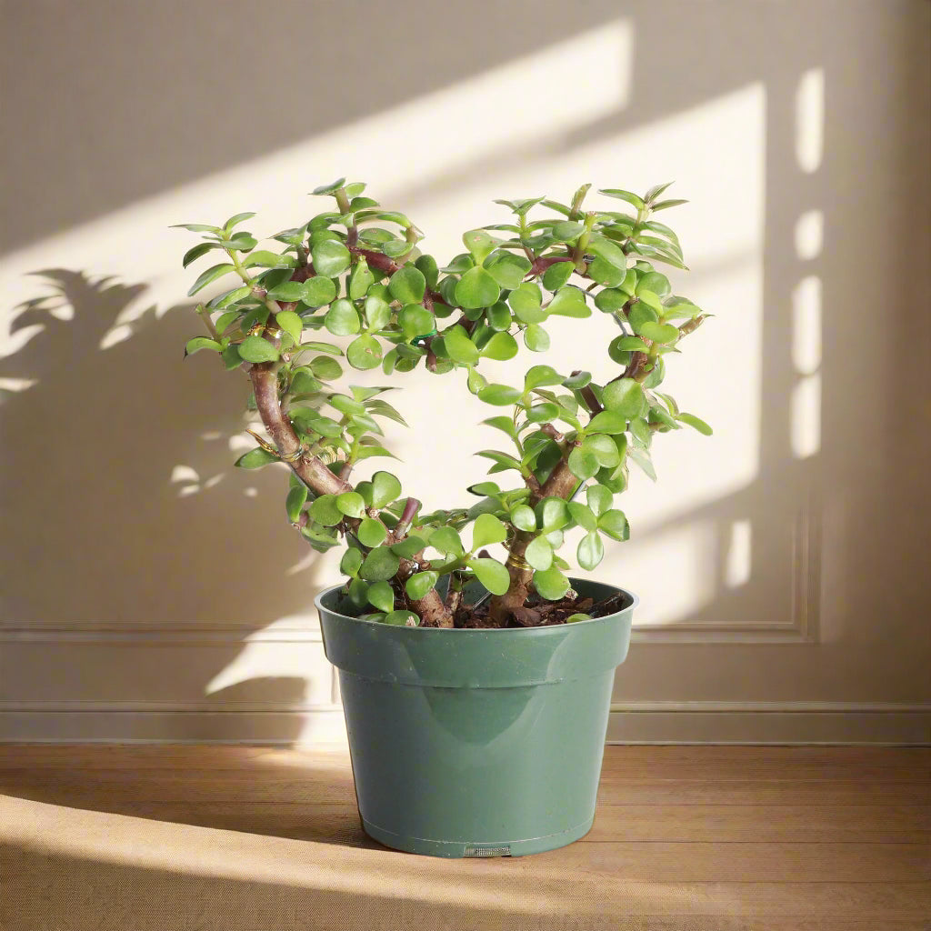Jade Heart Bonsai features heart-shaped succulent leaves and a sculptural form—symbolizing love, luck, and longevity in a low-maintenance, living tree.