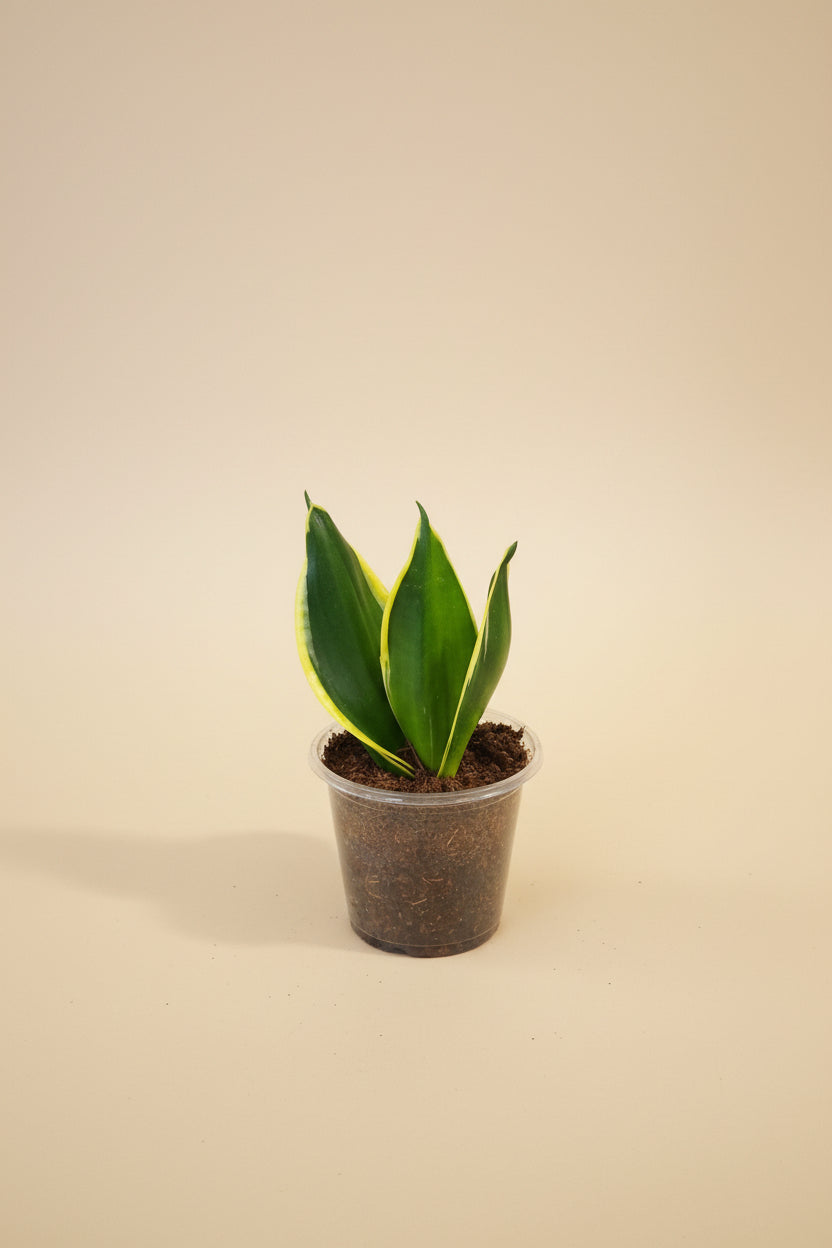 Jade Pagoda Snake Plant is a sculptural, low-maintenance houseplant with stacked emerald foliage, compact growth, and modern tropical style.