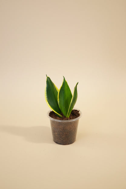 Jade Pagoda Snake Plant is a sculptural, low-maintenance houseplant with stacked emerald foliage, compact growth, and modern tropical style.