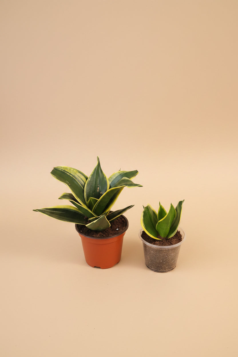 Jade Pagoda Snake Plant is a sculptural, low-maintenance houseplant with stacked emerald foliage, compact growth, and modern tropical style.