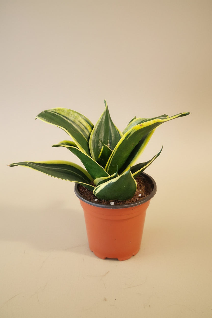 Jade Pagoda Snake Plant is a sculptural, low-maintenance houseplant with stacked emerald foliage, compact growth, and modern tropical style.
