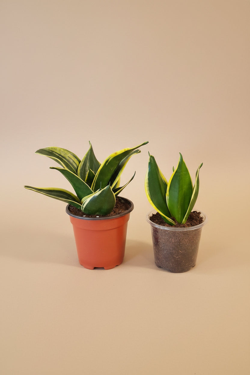 Jade Pagoda Snake Plant is a sculptural, low-maintenance houseplant with stacked emerald foliage, compact growth, and modern tropical style.