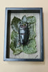 Nature shadow boxes featuring preserved flowers, moss, reeds, butterflies, and insects in 3.5"–5" standing frames. One-of-a-kind botanical curiosity decor. 