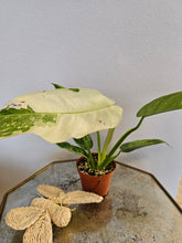 philodendron jose buono origin Philodendron 'Jose Buono' 4" Rare Plant – Jungle Relics
