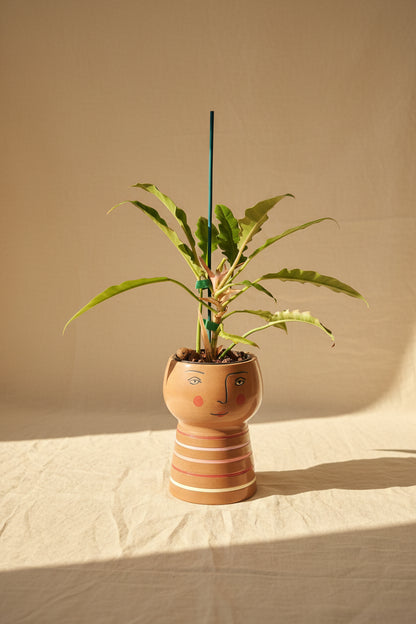 Philodendron &