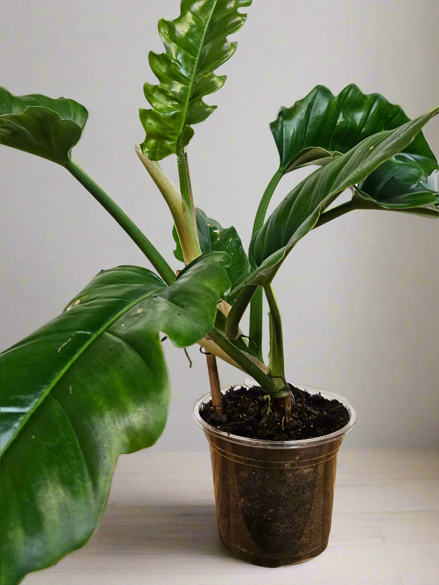 Philodendron &