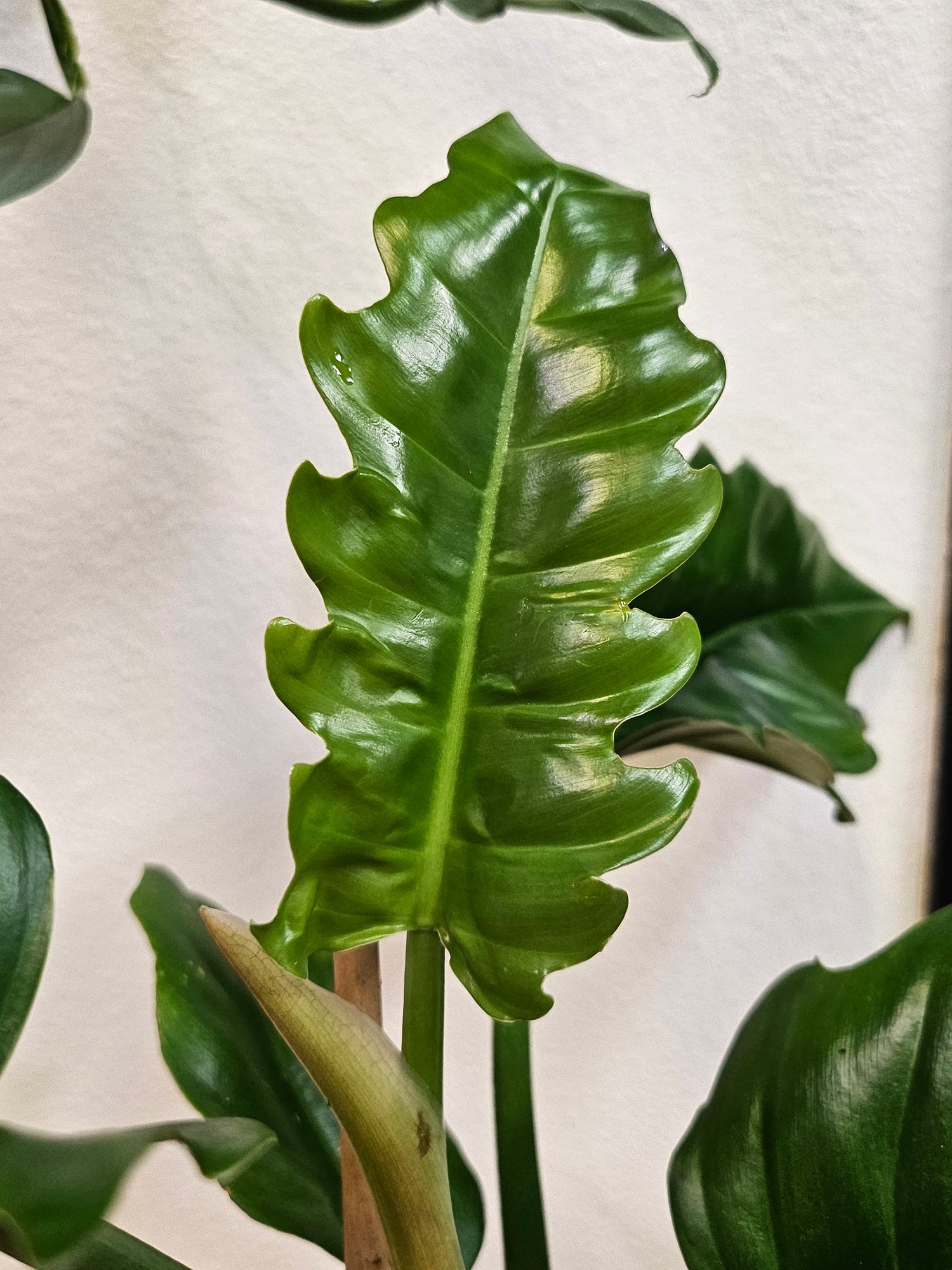 Philodendron &
