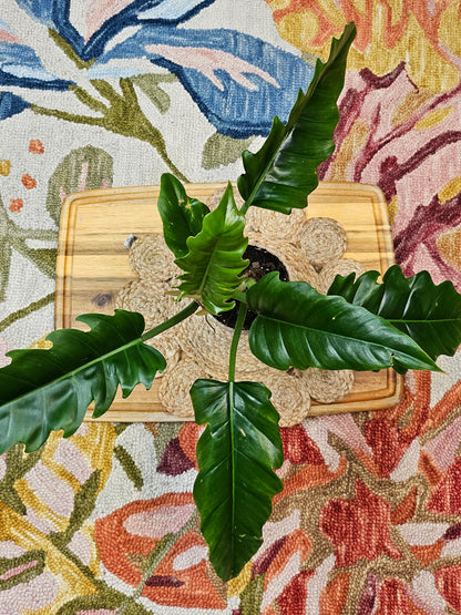 Philodendron &
