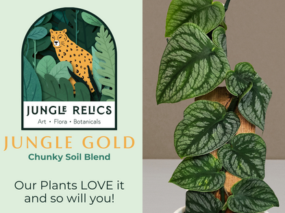 
Jungle Gold Chunky Mix is the ultimate soil blend for tropical plants! Designed for optimal drainage and airflow, it prevents root rot while retaining moisture. Perfect for monstera, orchids, hoyas, and more, this eco-friendly mix includes premium soil, bark, coco coir, LECA, and perlite. Locally hand-mixed in Idaho!