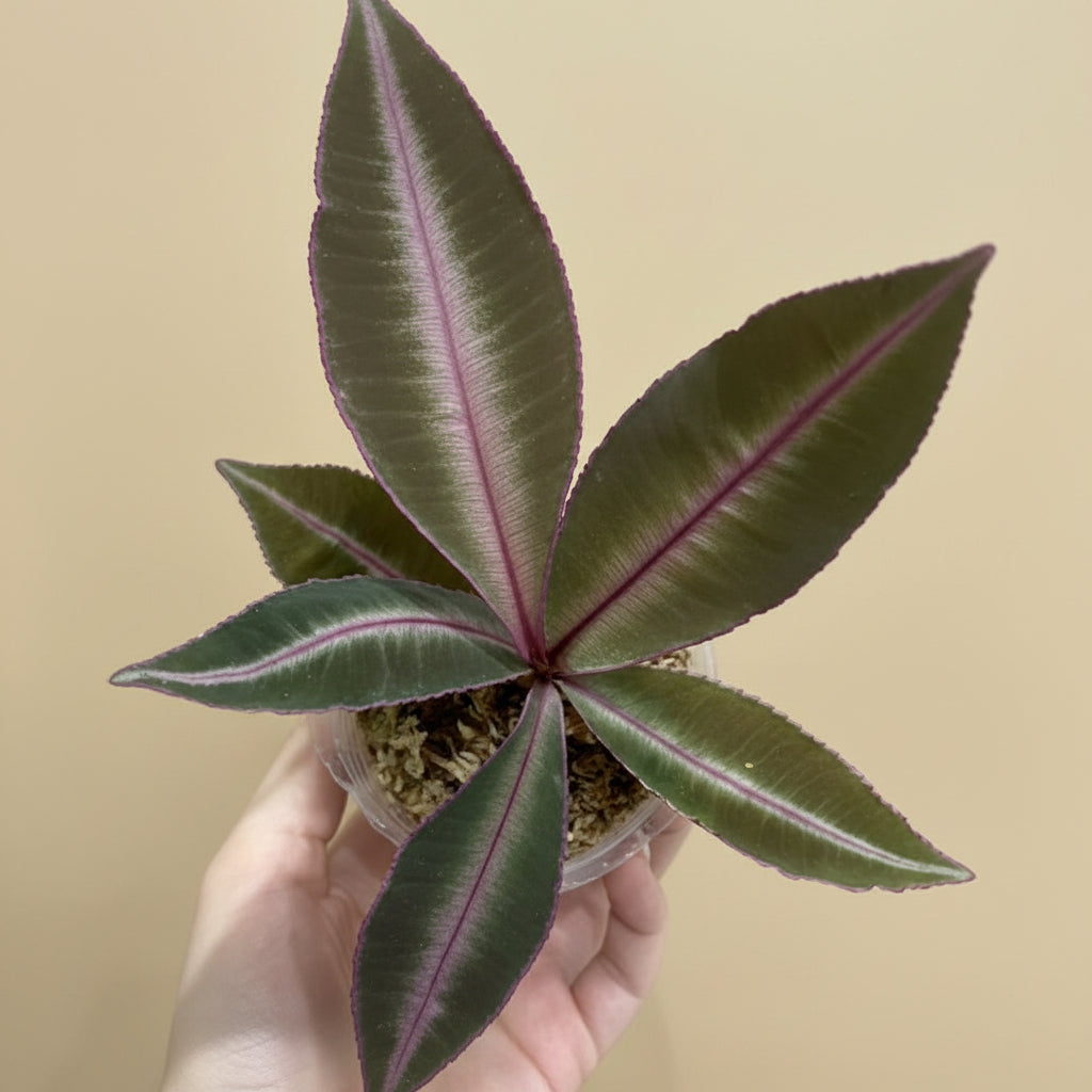 Labisia pumila is a rare tropical plant with velvety green leaves and compact rosette growth. Perfect for terrariums, high-humidity spaces, and plant collectors.