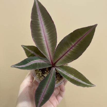 Labisia pumila is a rare tropical plant with velvety green leaves and compact rosette growth. Perfect for terrariums, high-humidity spaces, and plant collectors.
