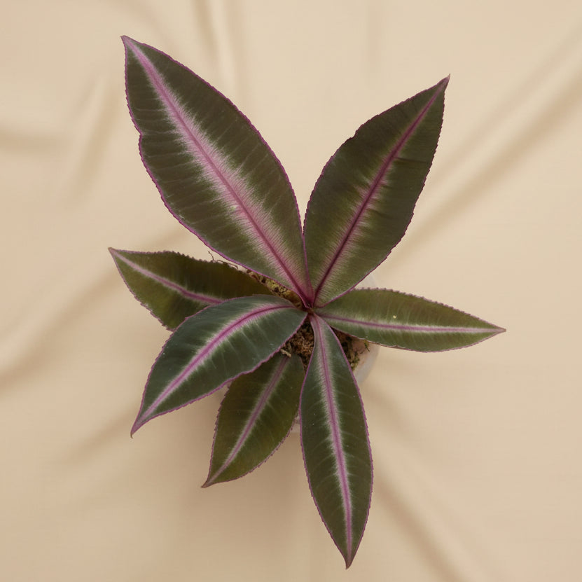 Labisia pumila is a rare tropical plant with velvety green leaves and compact rosette growth. Perfect for terrariums, high-humidity spaces, and plant collectors.