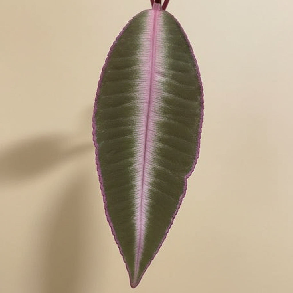 Labisia pumila is a rare tropical plant with velvety green leaves and compact rosette growth. Perfect for terrariums, high-humidity spaces, and plant collectors.