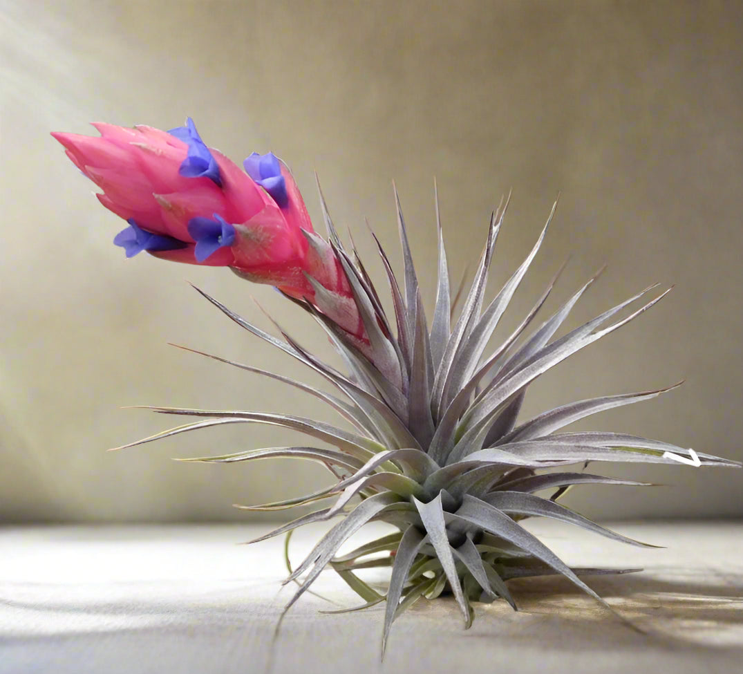Large 5–6″ Tillandsia aeranthos ‘Purple’ with vivid year-round blush and bold blooms. Easy to grow, highly prolific, and stunning in any display.