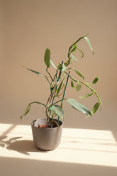 The Silver Sword Philodendron (Philodendron hastatum) features sleek, silver-blue leaves and grows quickly with the support of a trellis or moss pole. 
