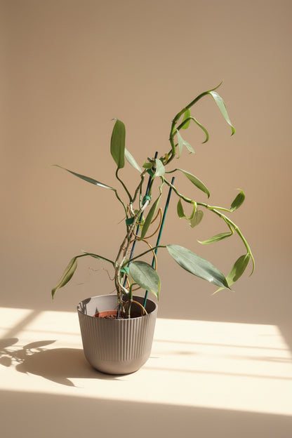 The Silver Sword Philodendron (Philodendron hastatum) features sleek, silver-blue leaves and grows quickly with the support of a trellis or moss pole. 