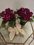 African Violets are elegant, low-maintenance houseplants with velvety leaves and vibrant blooms in purple, pink, or white. Perfect for small spaces, they thrive in bright, indirect light and moderate humidity. Pet-safe and easy to care for, these charming plants bloom year-round with minimal effort.