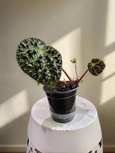 The Begonia ferox is a rare, exotic plant native to Guangxi, China, prized for its asymmetrical, glossy green leaves covered with black bullae tipped with fine hairs. It produces small white flowers and thrives in bright, indirect light with high humidity. Perfect for collectors, it adds a unique, textured charm to any space.
