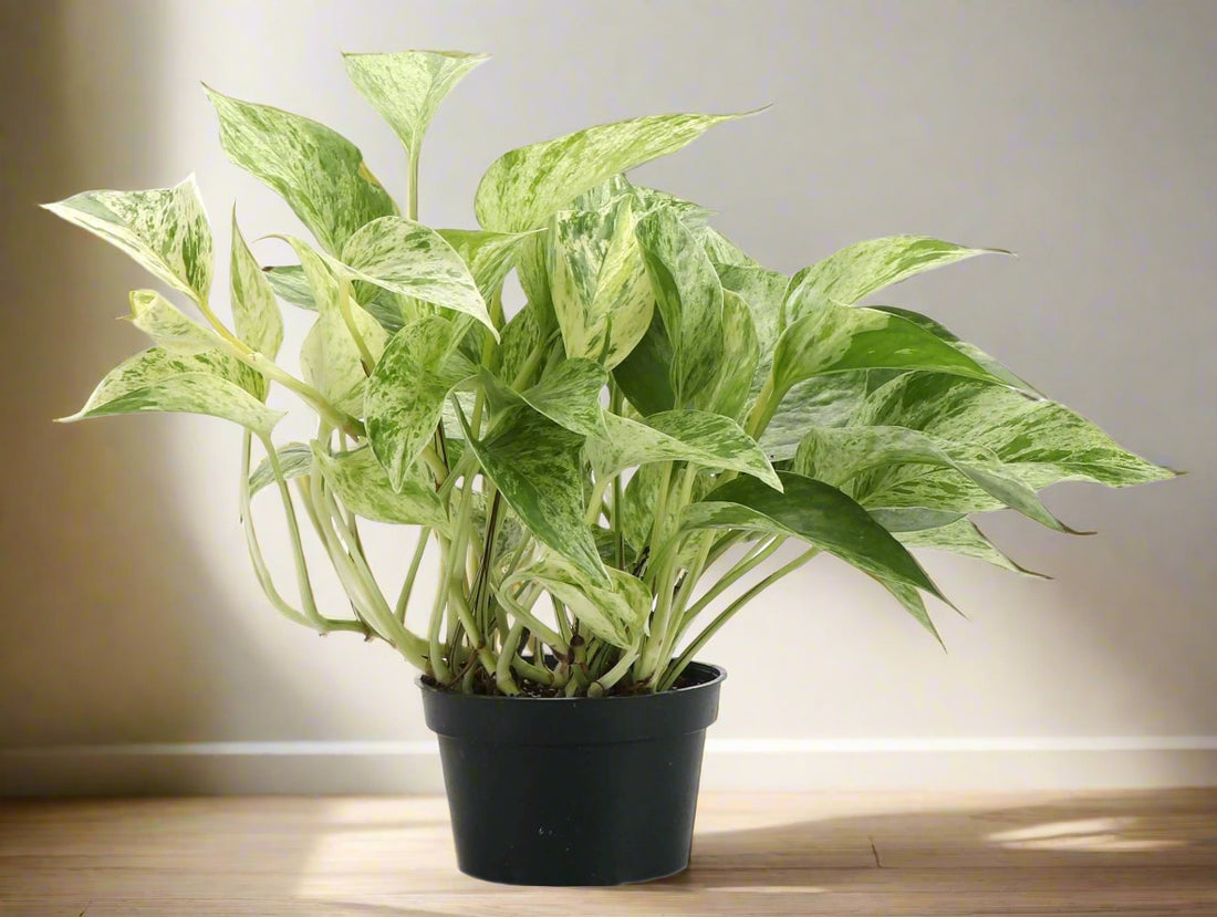 The Marble Queen Pothos is a low-maintenance houseplant with stunning white and green variegated leaves, perfect for new plant parents. It thrives in medium to bright indirect sunlight but can adapt to low light. 