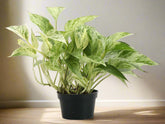The Marble Queen Pothos is a low-maintenance houseplant with stunning white and green variegated leaves, perfect for new plant parents. It thrives in medium to bright indirect sunlight but can adapt to low light. 