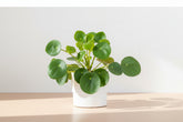 Pilea Peperomioides, also known as the Chinese Money Plant