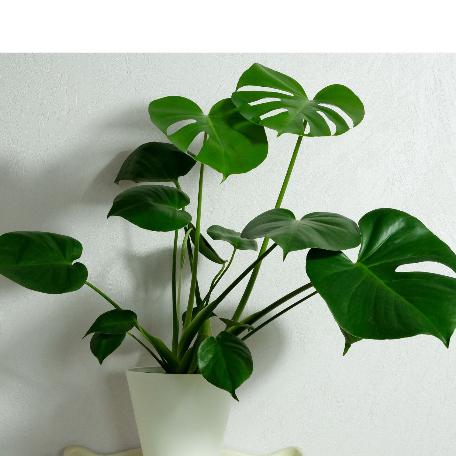 The Monstera Deliciosa, known as the Swiss Cheese Plant, features large, glossy, split leaves that add a tropical vibe to any space. Easy to care for, it thrives in medium to bright indirect light. Perfect for beginners and experienced plant parents, this iconic beauty also purifies the air and elevates your home decor.