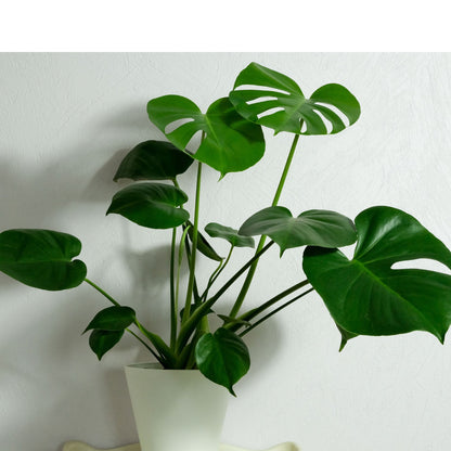 The Monstera Deliciosa, known as the Swiss Cheese Plant, features large, glossy, split leaves that add a tropical vibe to any space. Easy to care for, it thrives in medium to bright indirect light. Perfect for beginners and experienced plant parents, this iconic beauty also purifies the air and elevates your home decor.
