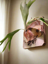 Bring tropical beauty into your home or garden with the striking Staghorn Fern (Platycerium bifurcatum), known for its antler-like fronds and unique ability to attach to trees. Perfect for USDA zone 9a and warmer, it thrives indoors and outdoors in dappled light or indoors as a low-maintenance.